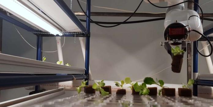 Seedlings are moved by a robot from Rooted Robotics