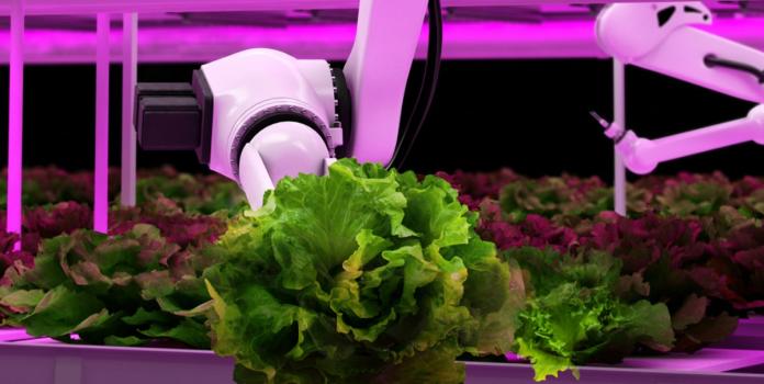 Robot arm holds head of lettuce