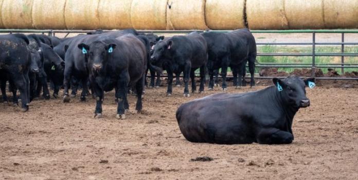 Cattle lounge in a pen