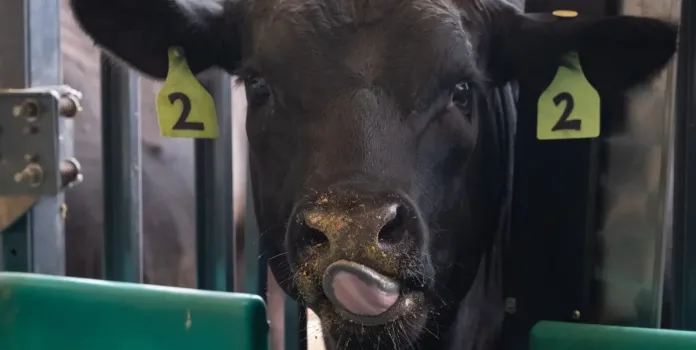 Research cow looking at camera methane emissions testing 