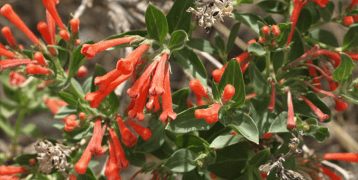 Red flowers on a bush