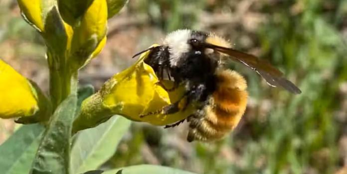 a bee rests on a yellow flower