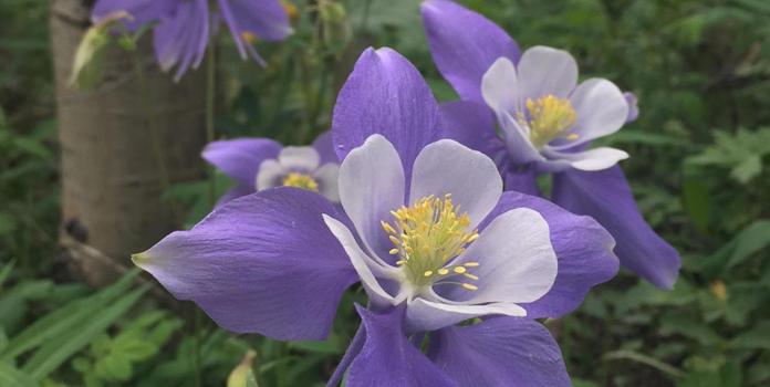 purple flowers grow in a lush forest