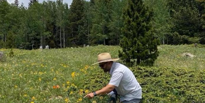 a man studies flowers and insects in an alpine meadow