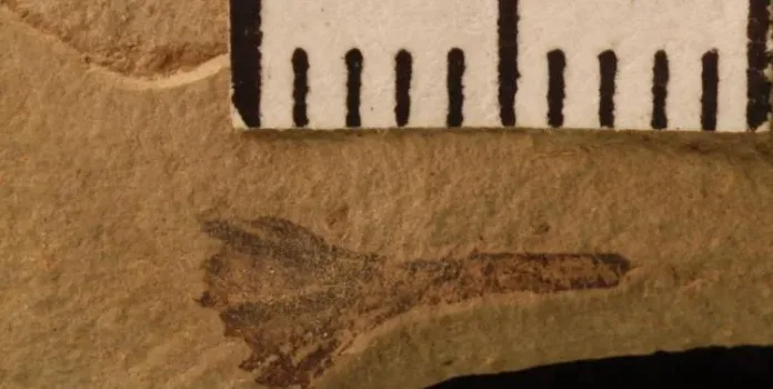 A plant fossil with a tape measure next to it