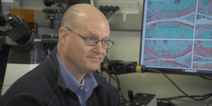 Researcher and professor Michael Zuscik looking at medical imagery on a computer