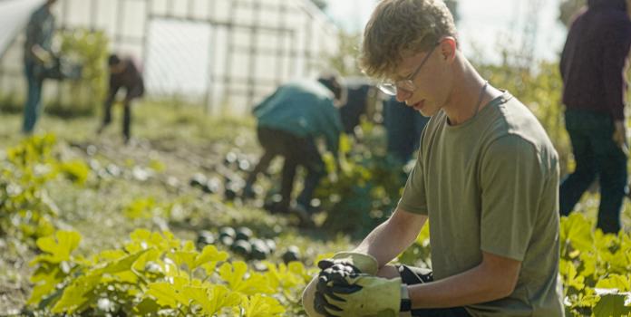 CU Denver Student harvesting squash