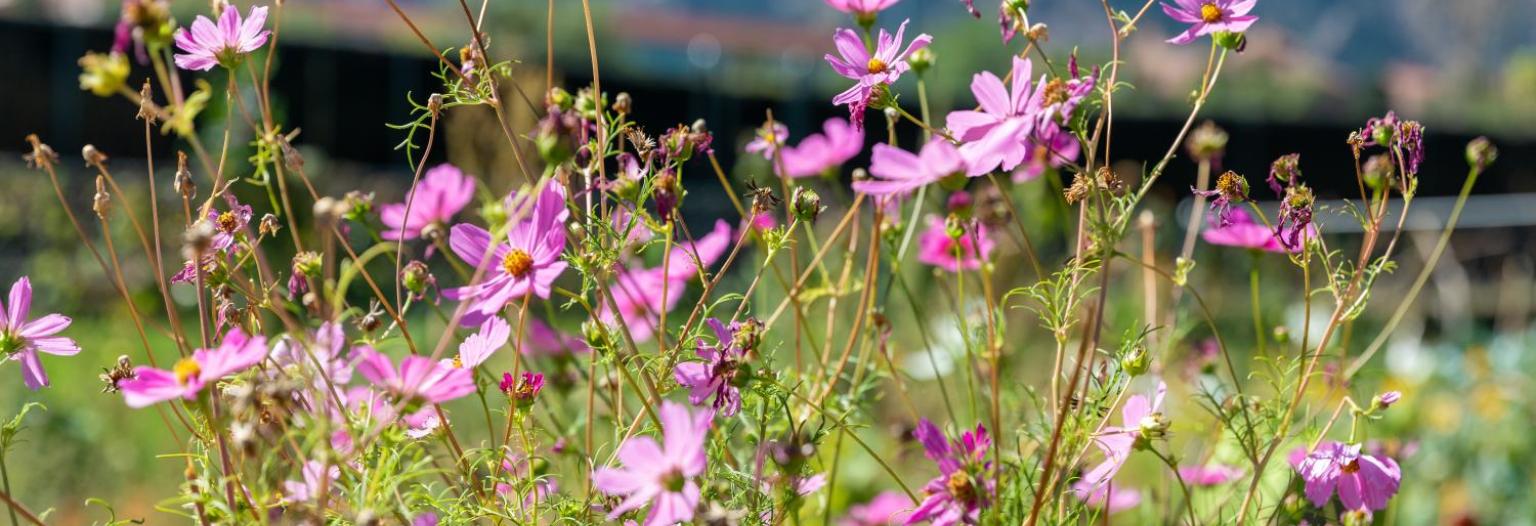 a field of pink flowers with a mountain in the background