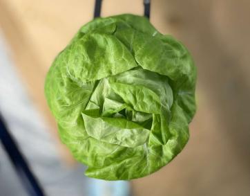 Robot from Rooted Robotics moves lettuce to shelf