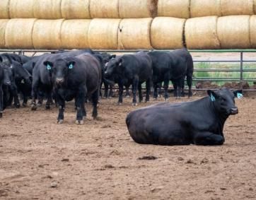 Cows rest in a pen